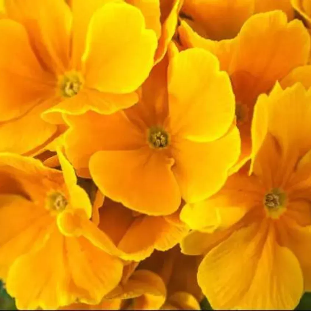 primula-crescendo-golden Primula 'Crescendo Golden'