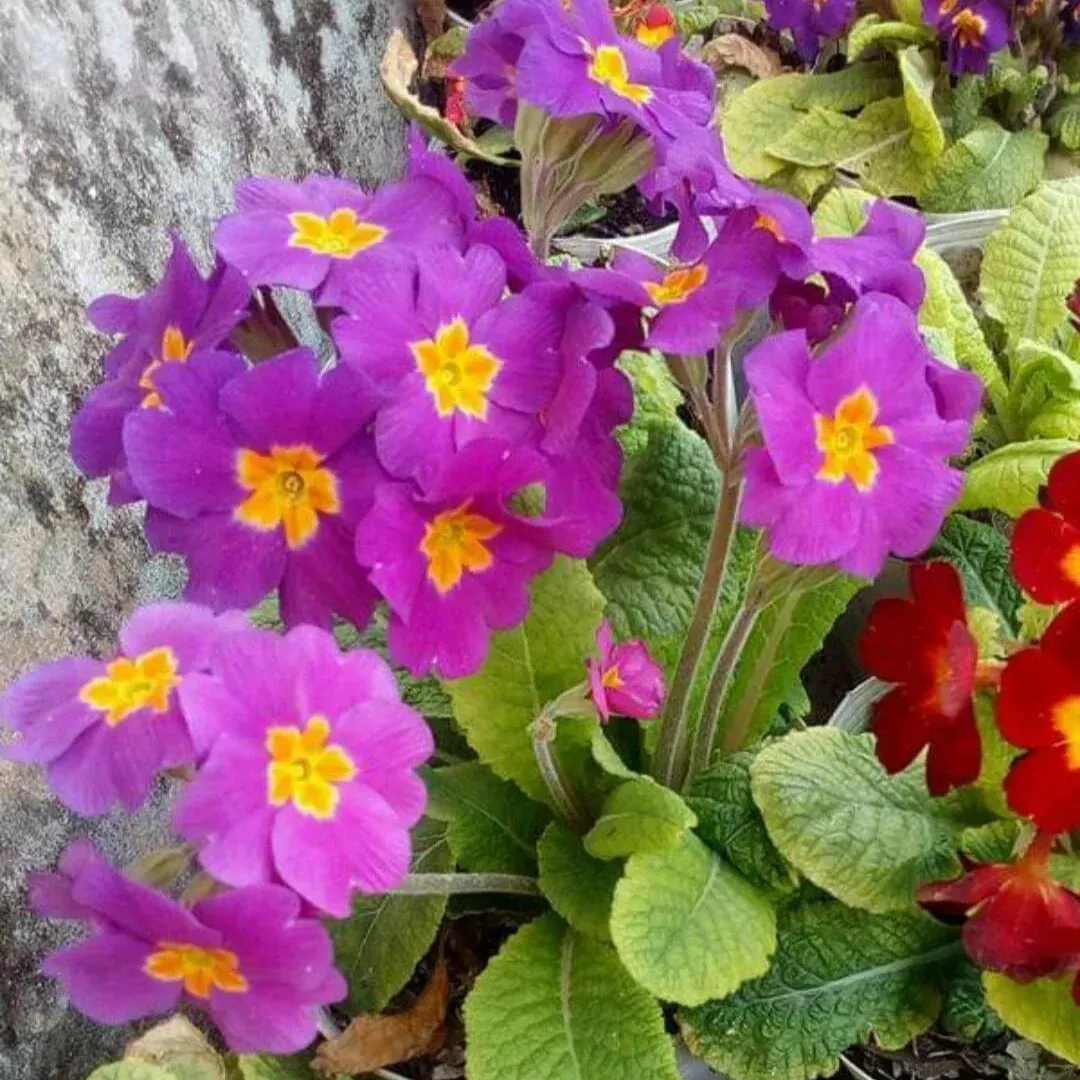 primula-crescendo-pink-shades Primula 'Crescendo Pink Shades'