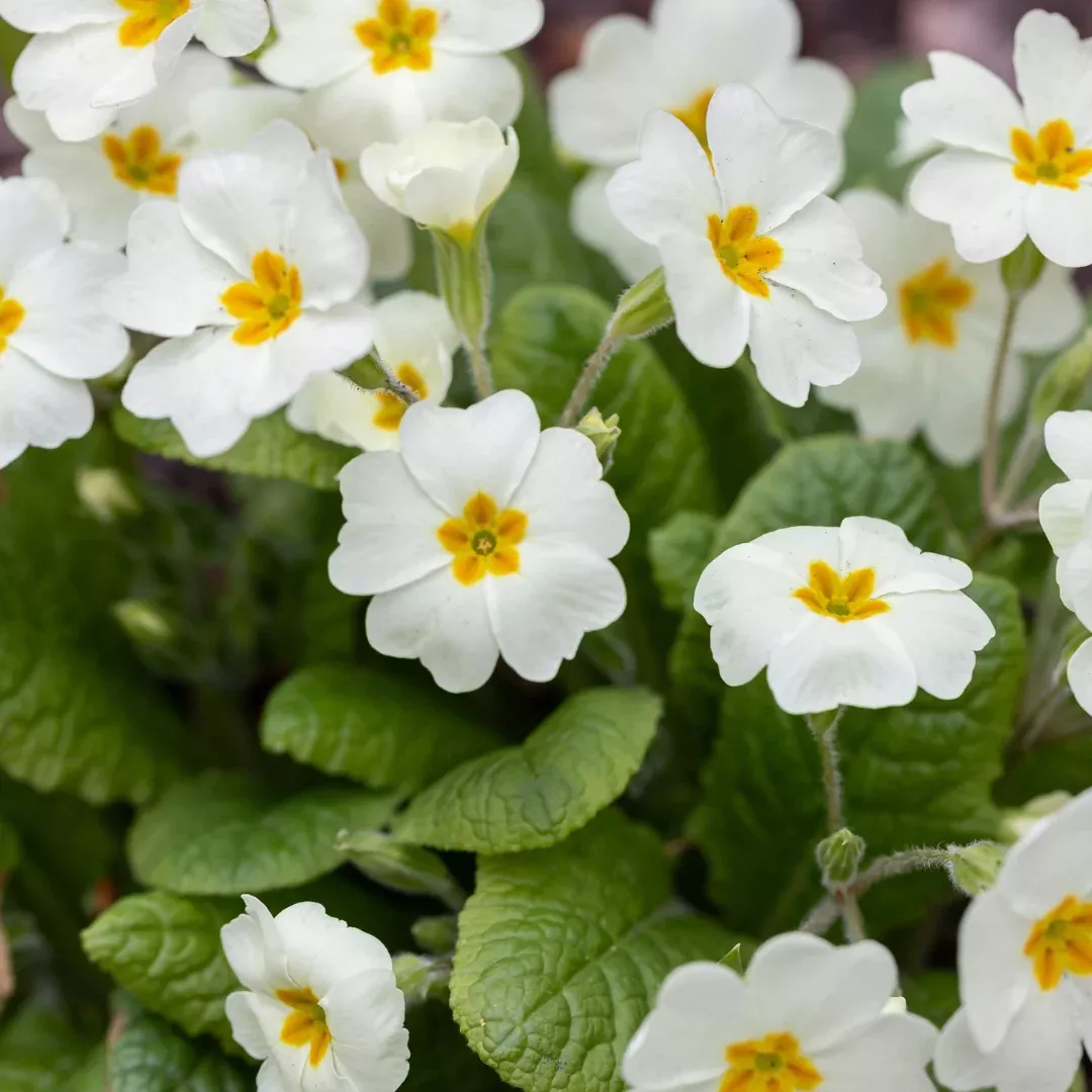 primula-crescendo-pure-white Primula 'Crescendo Pure White'