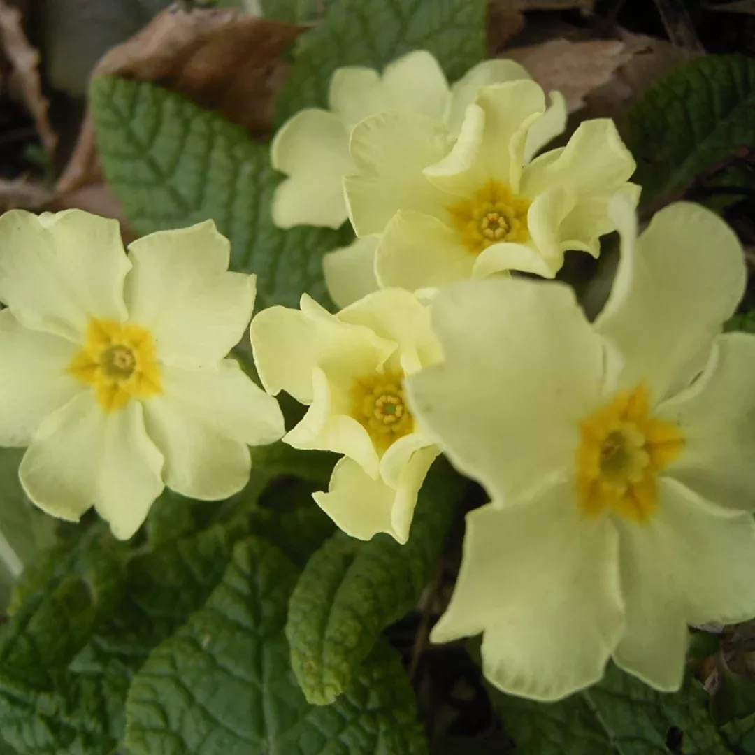 primula-vulgaris Primula vulgaris