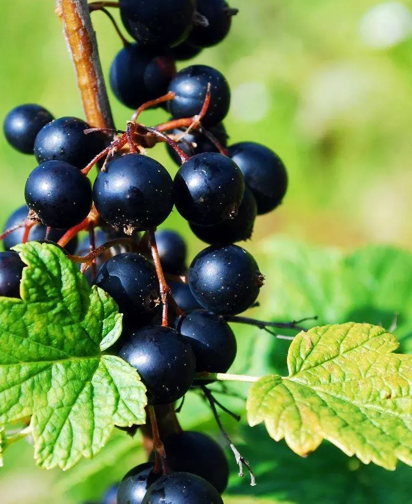 prince-consort-black-currant Prince Consort Black Currant
