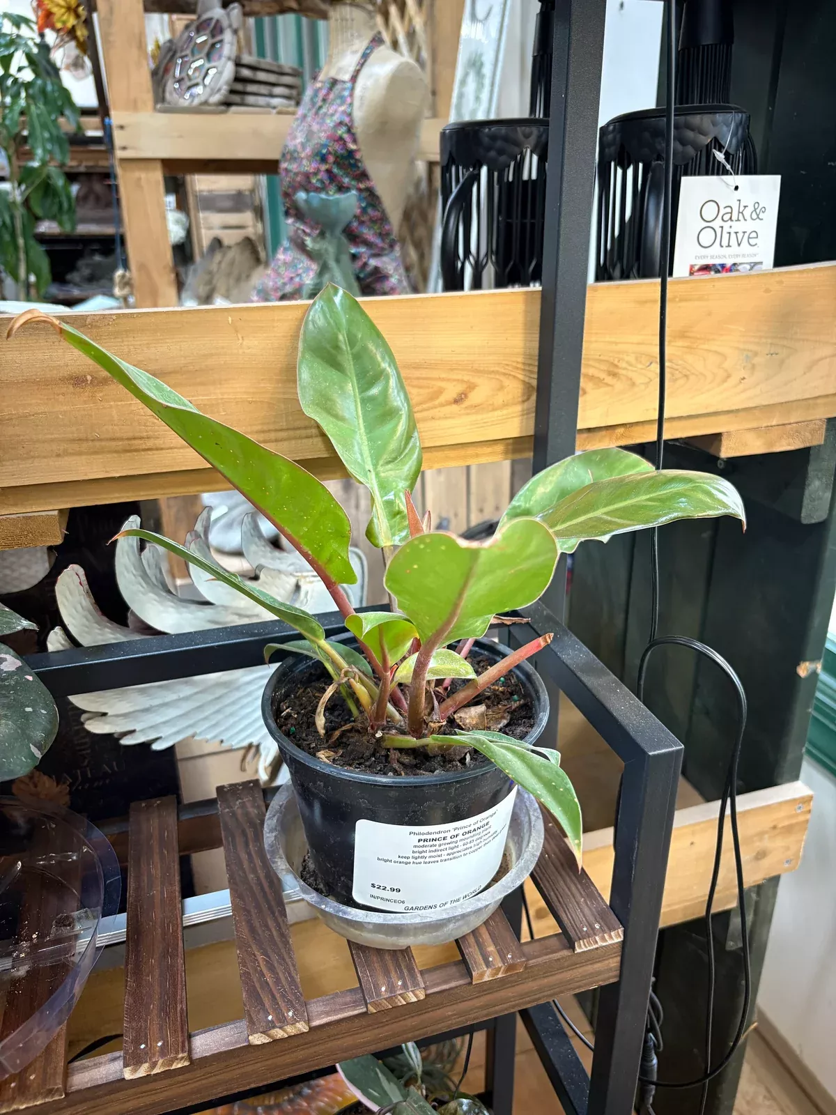 prince-orange-philodendron Prince of Orange Philodendron