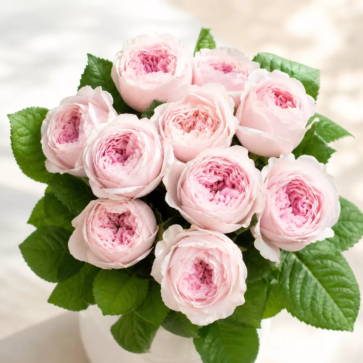 Princess Hoshiko Potted Rose Bush