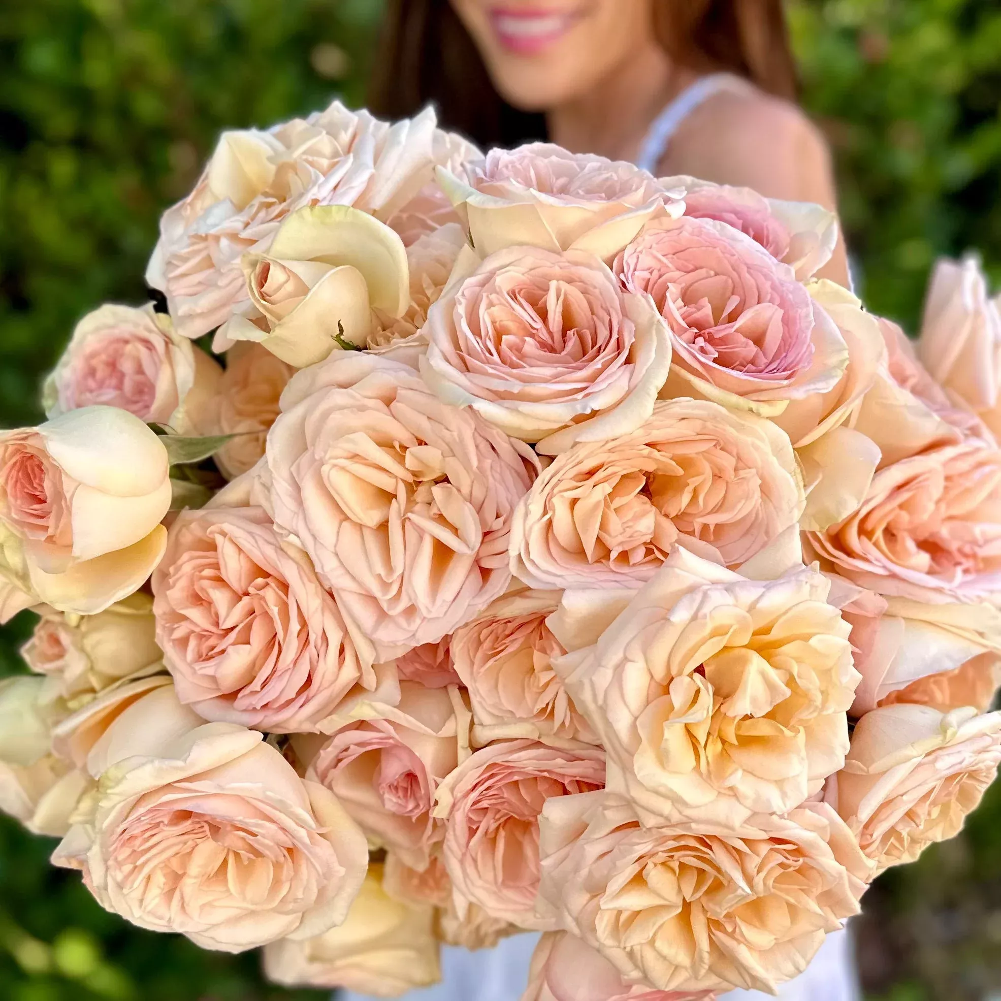 Princess Maya Potted Rose Bush