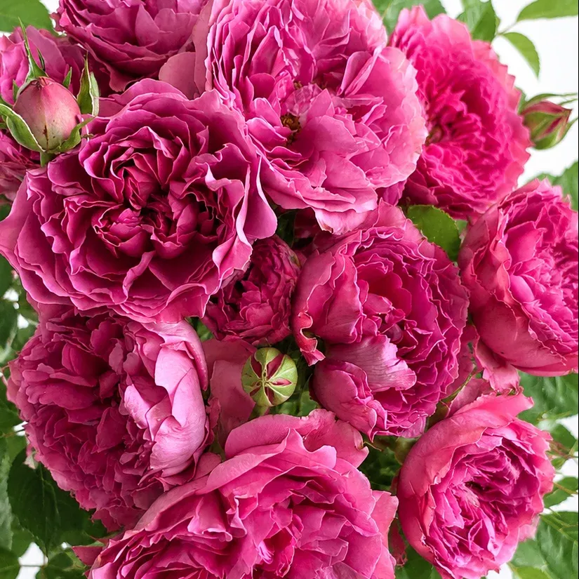 Princess Meiko Potted Rose Bush