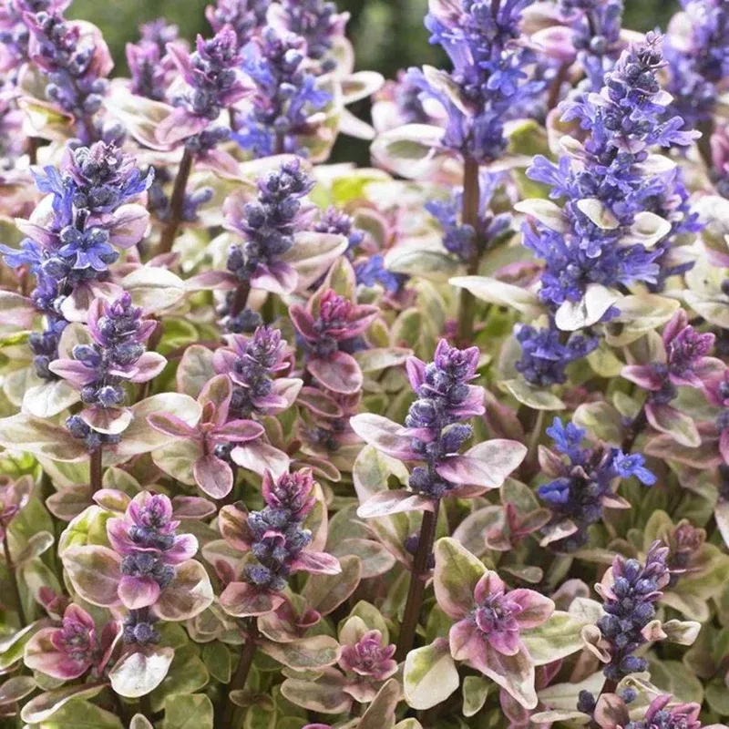 princess-nadia-ajuga Princess Nadia Ajuga