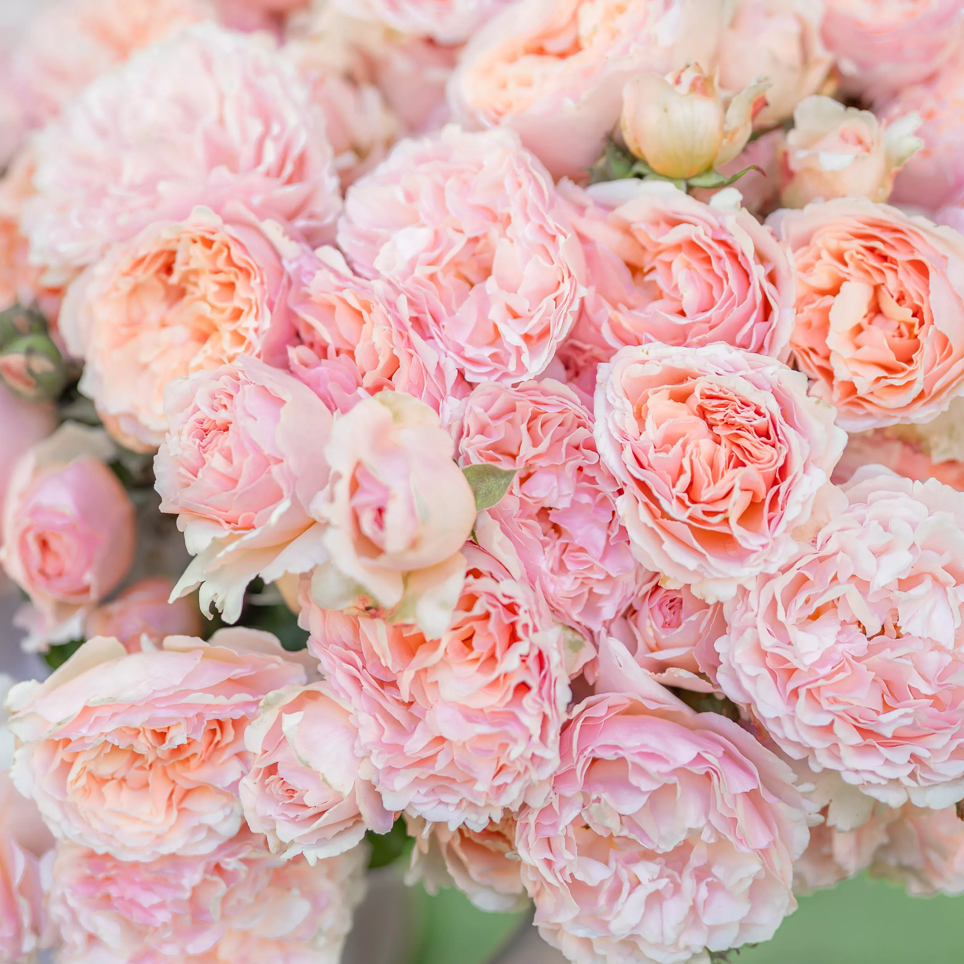 princesse-charlene-de-monaco-potted-rose-bush Princesse Charlene de Monaco Potted Rose Bush