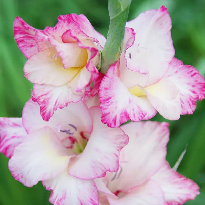 priscilla-gladiolus Priscilla Gladiolus