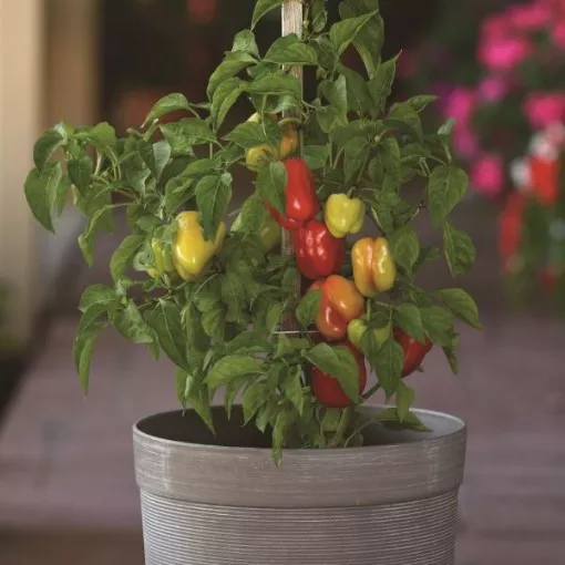 prism-pepper-seeds Prism Pepper Seeds