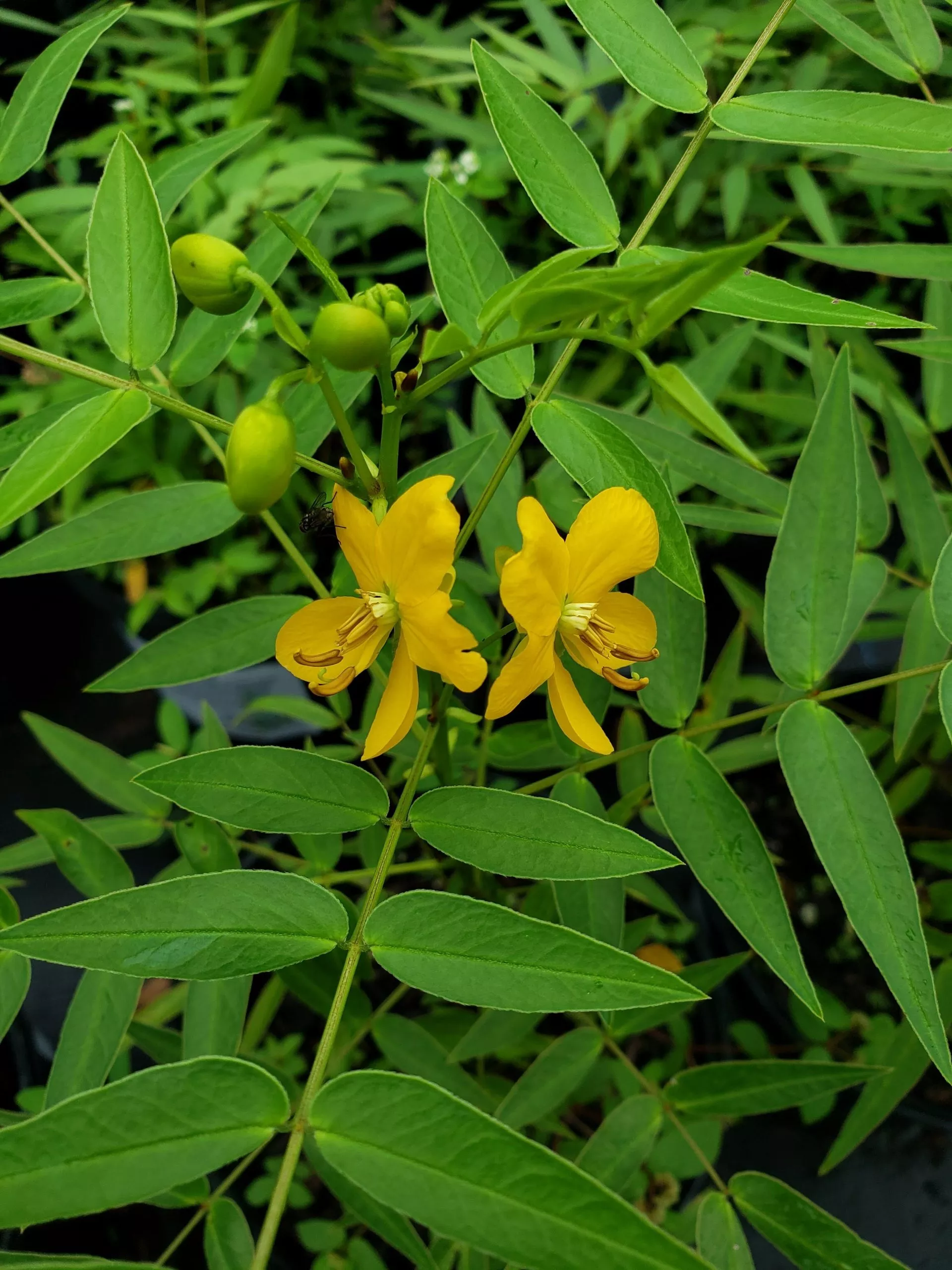 privet-cassia Privet Cassia