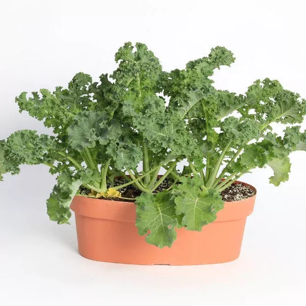 prizm-hybrid-kale Prizm Hybrid Kale