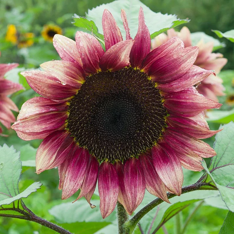 ProCut Plum Sunflower Seeds