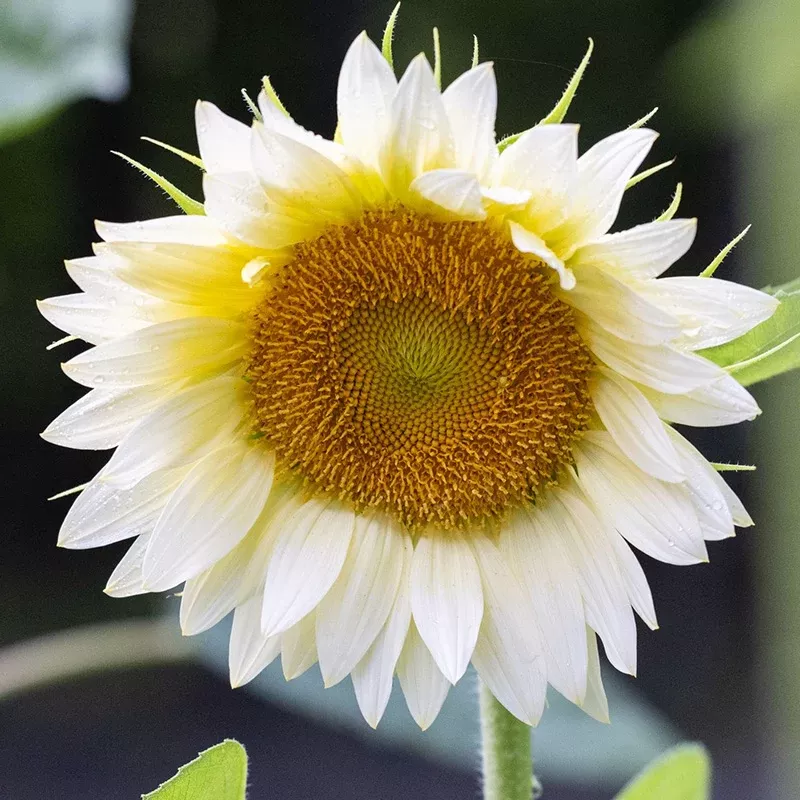 ProCut White Lite Sunflower Seeds