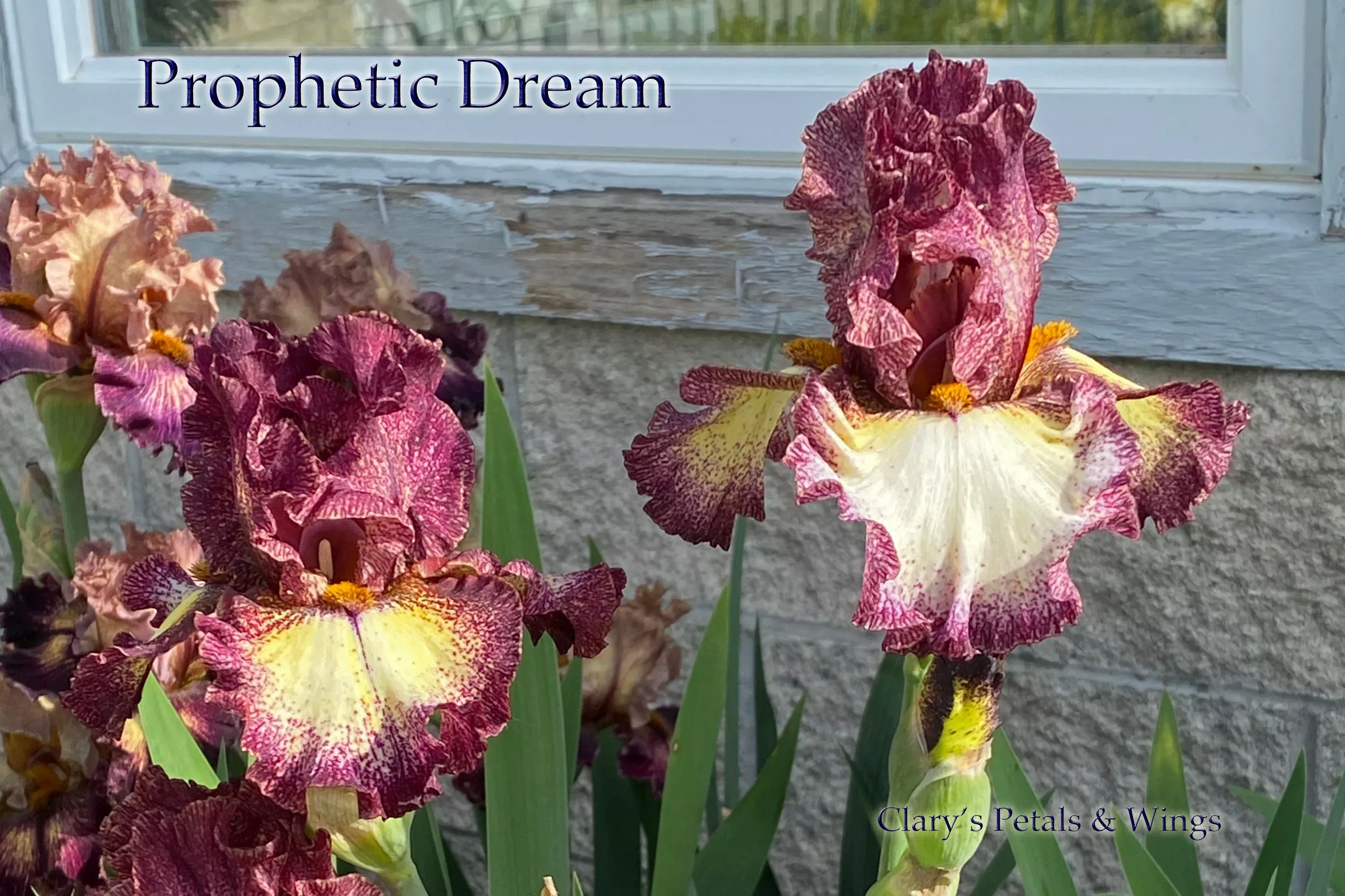 prophetic-dream-2020-tb-fragrant PROPHETIC DREAM -2020 TB-Fragrant