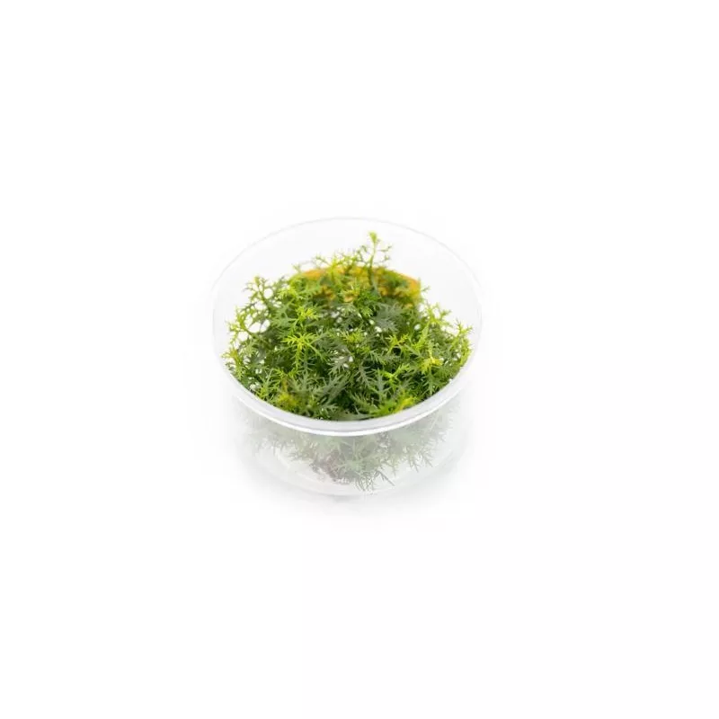 proserpinaca-palustris-uns-tissue-culture Proserpinaca Palustris UNS Tissue Culture