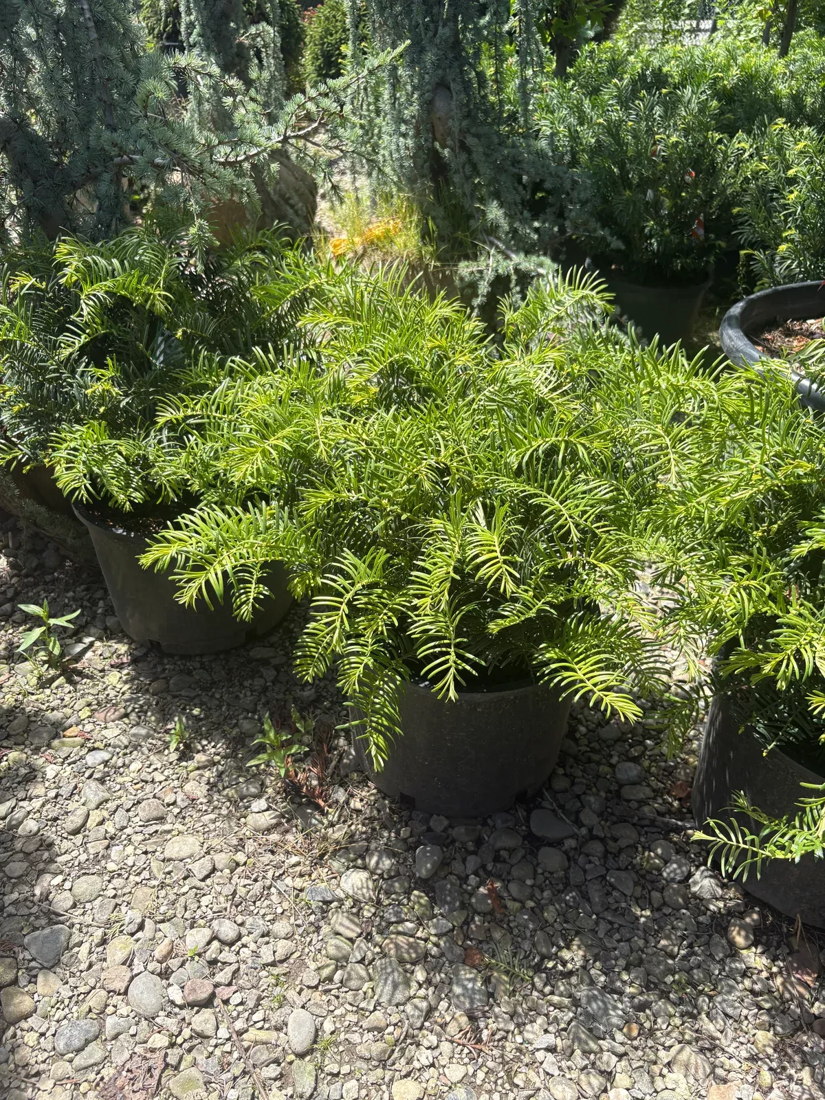 prostrate-japanese-plum-yew Prostrate Japanese Plum Yew