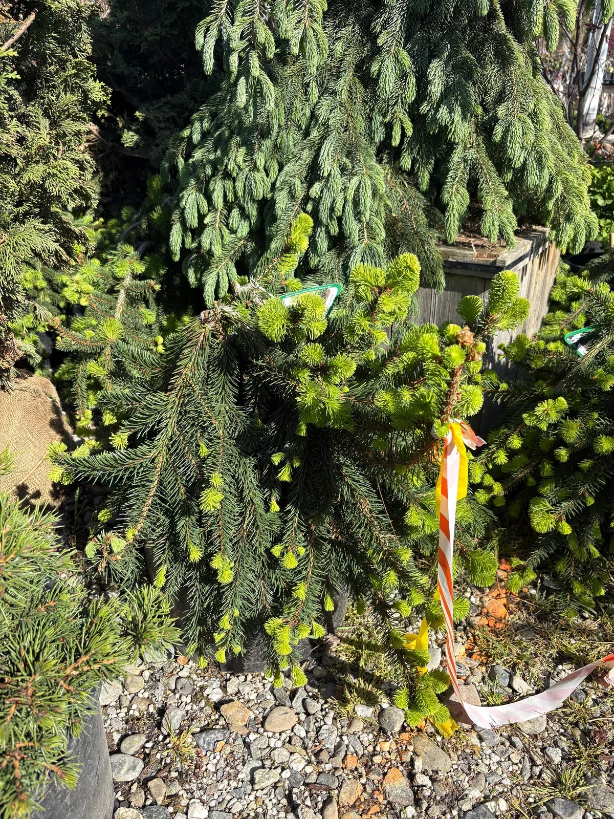 prostrate-norway-spruce Prostrate Norway Spruce
