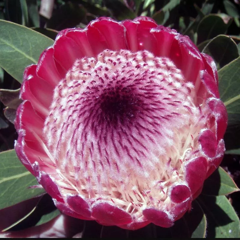 protea-pink-ice Protea 'Pink Ice'