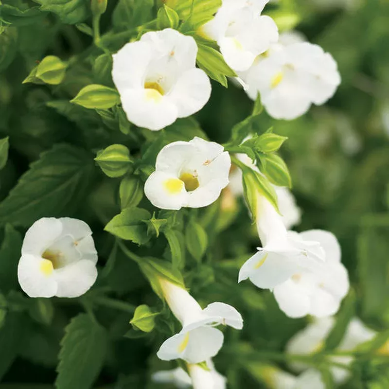 proven-winners-catalina-white-linen Proven Winners Catalina White Linen