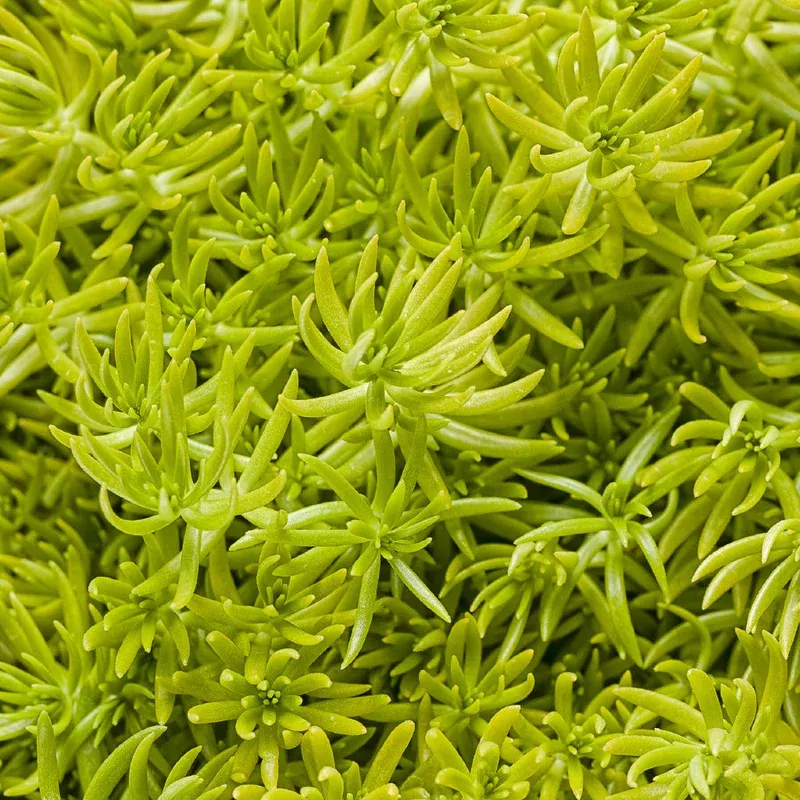 proven-winners-lemon-coral Proven Winners Lemon Coral