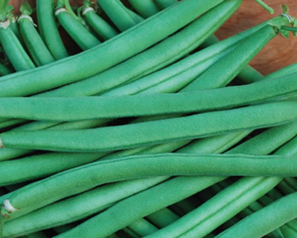 Provider Bush Bean Seeds