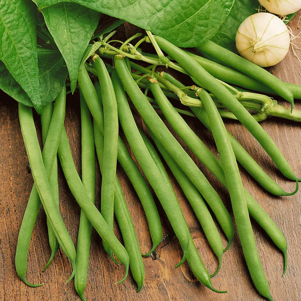 provider-green-bean Provider Green Bean