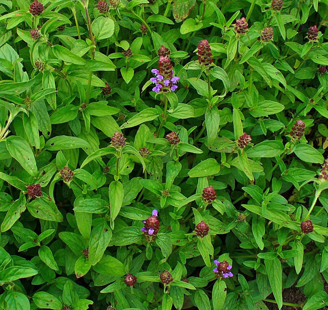 Prunella vulgaris