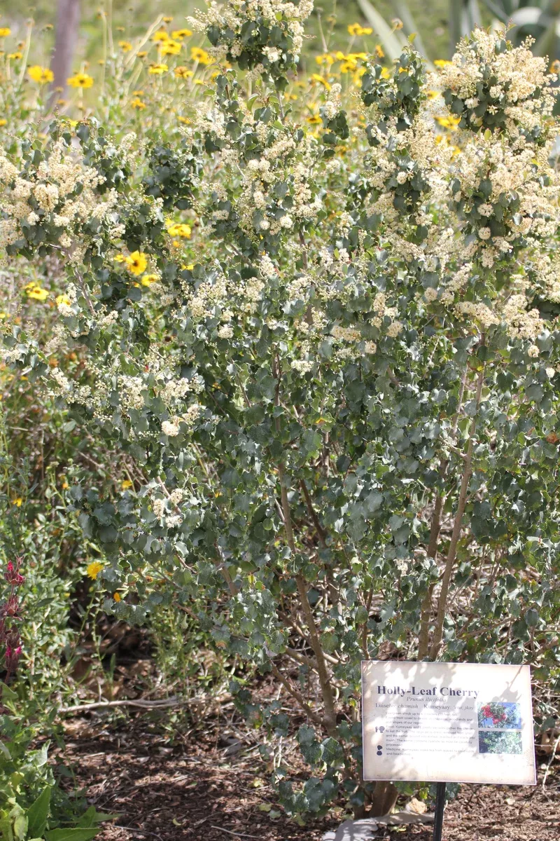prunus-ilicifolia-hollyleaf-cherry Prunus ilicifolia Hollyleaf Cherry