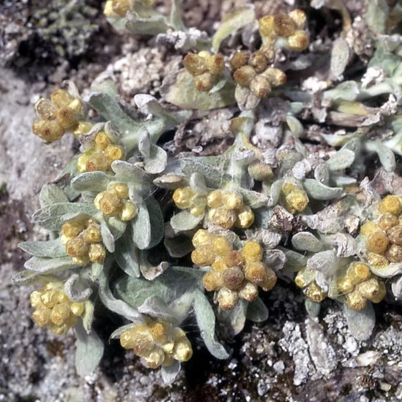 pseudognaphalium-stramineum-gnaphalium-stramineum Pseudognaphalium stramineum (Gnaphalium stramineum)