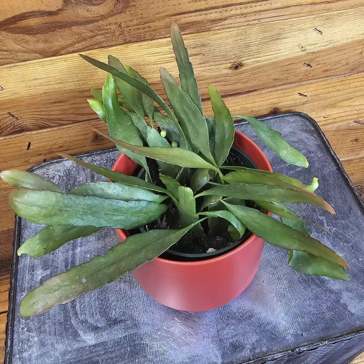 pseudoripsalis-red-oval-orchid-cactus-4-plant Pseudoripsalis Red Oval Orchid Cactus, 4" Plant