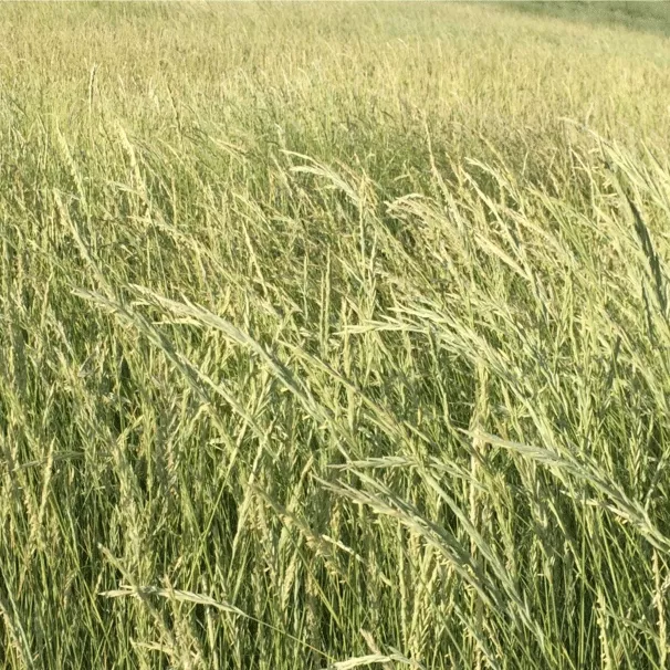 Pubescent Wheatgrass