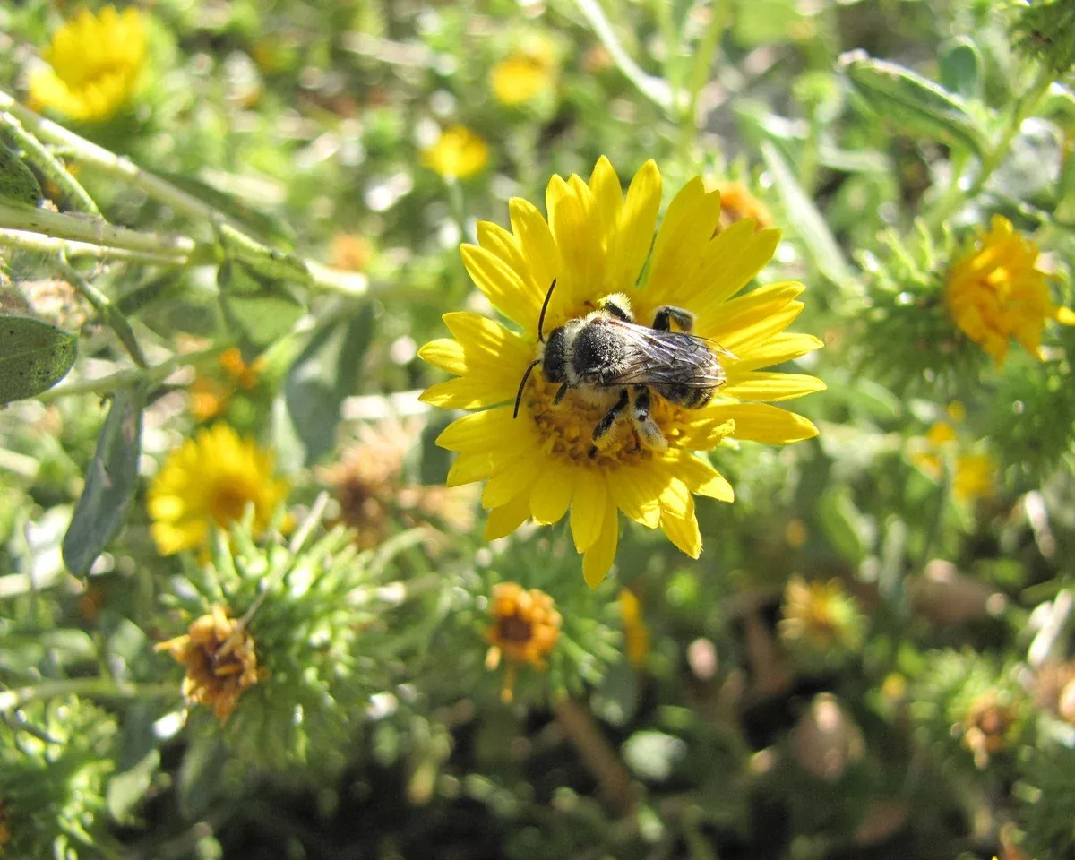 puget-gumweed-seeds-grindelia-integrifolia Puget Gumweed Seeds (Grindelia integrifolia)