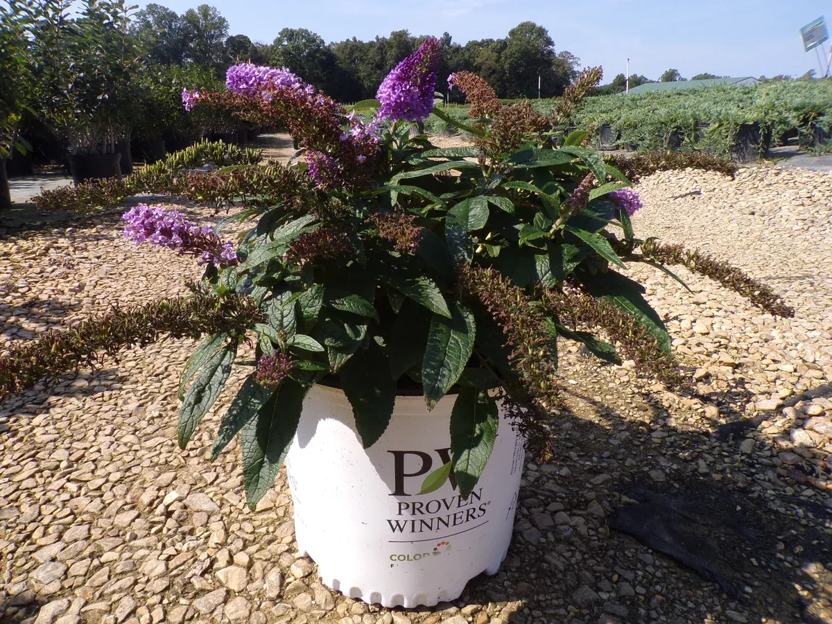 Pugster Amethyst Butterfly Bush