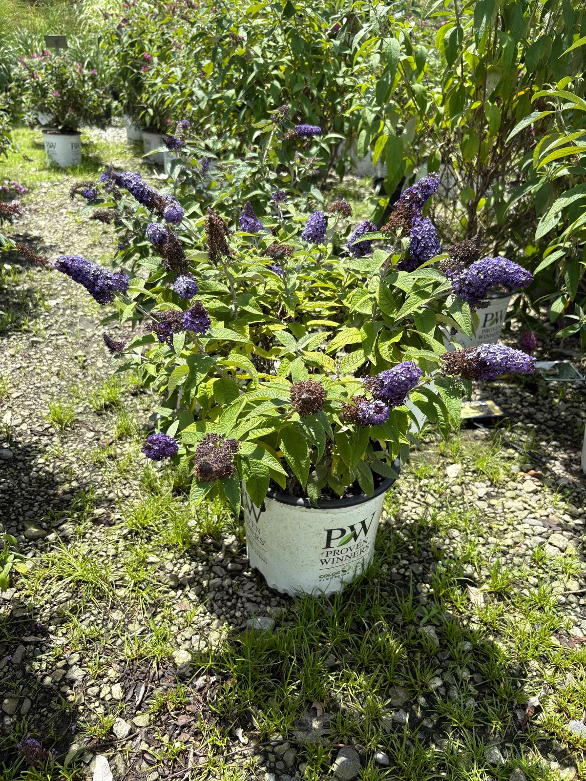 pugster-blue-butterfly-bush Pugster Blue Butterfly Bush