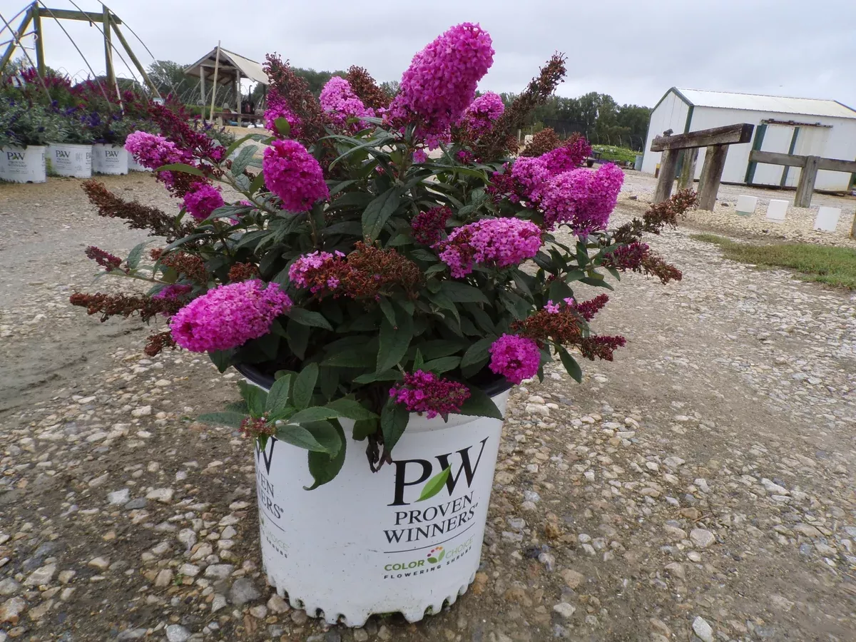 pugster-pinker-butterfly-bush Pugster Pinker Butterfly Bush