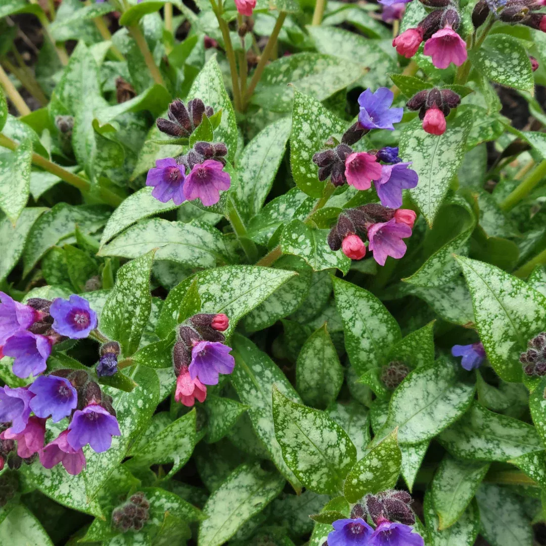 pulmonaria-dark-vador Pulmonaria 'Dark Vador'
