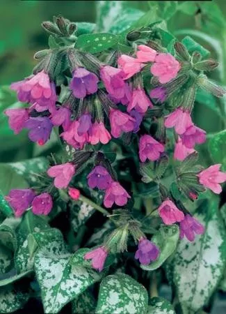 Pulmonaria 'Majeste' (30)ct Flat