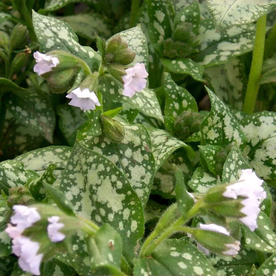 pulmonaria-moonshine Pulmonaria 'Moonshine'