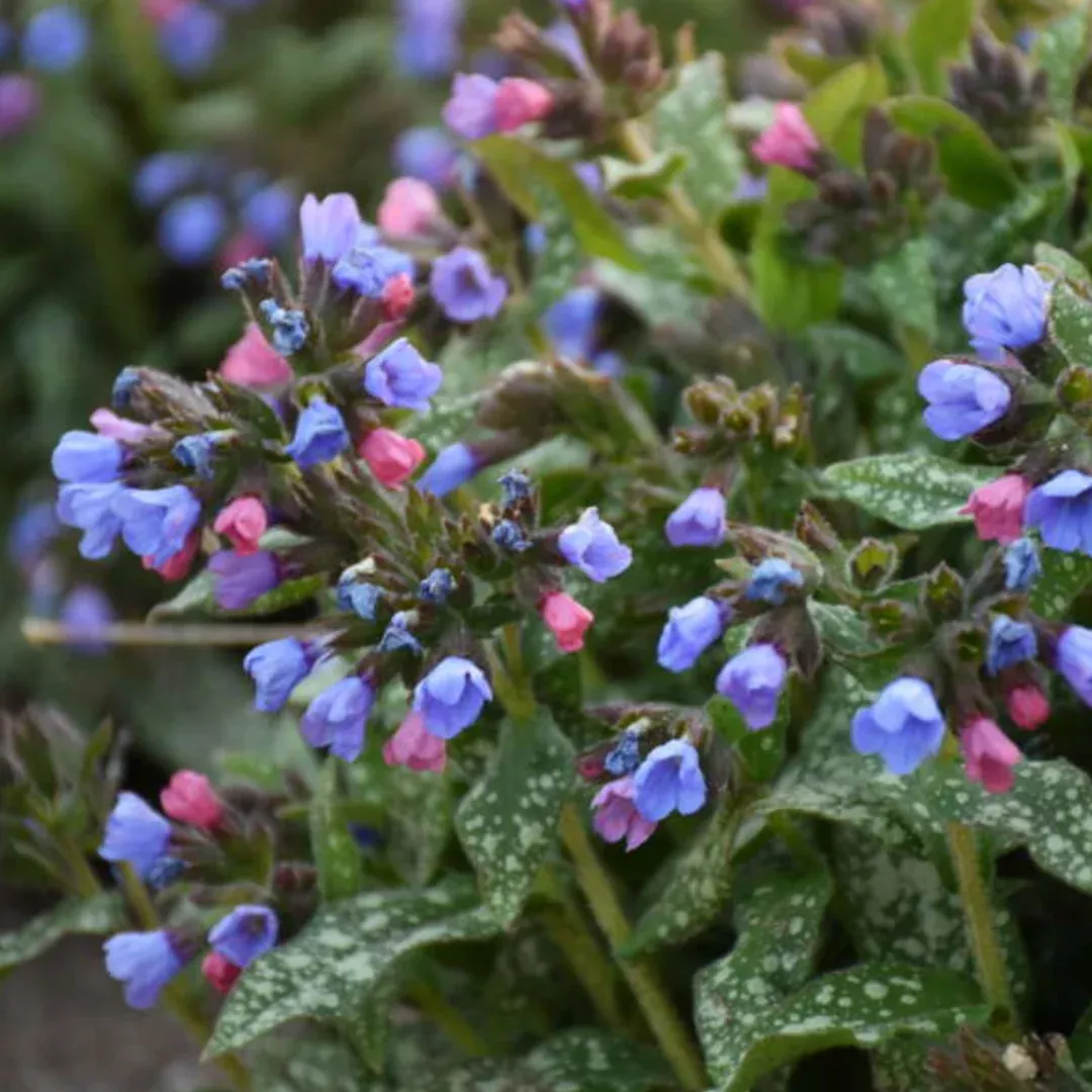 pulmonaria-pink-blue Pulmonaria 'Pink-A-Blue'