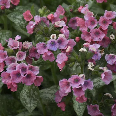 pulmonaria-pretty-in-pink-ppaf-30-ct-flat Pulmonaria 'Pretty in Pink' PPAF (30)ct Flat