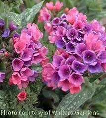 Pulmonaria 'Raspberry Splash' PP12138 (30)ct Flat