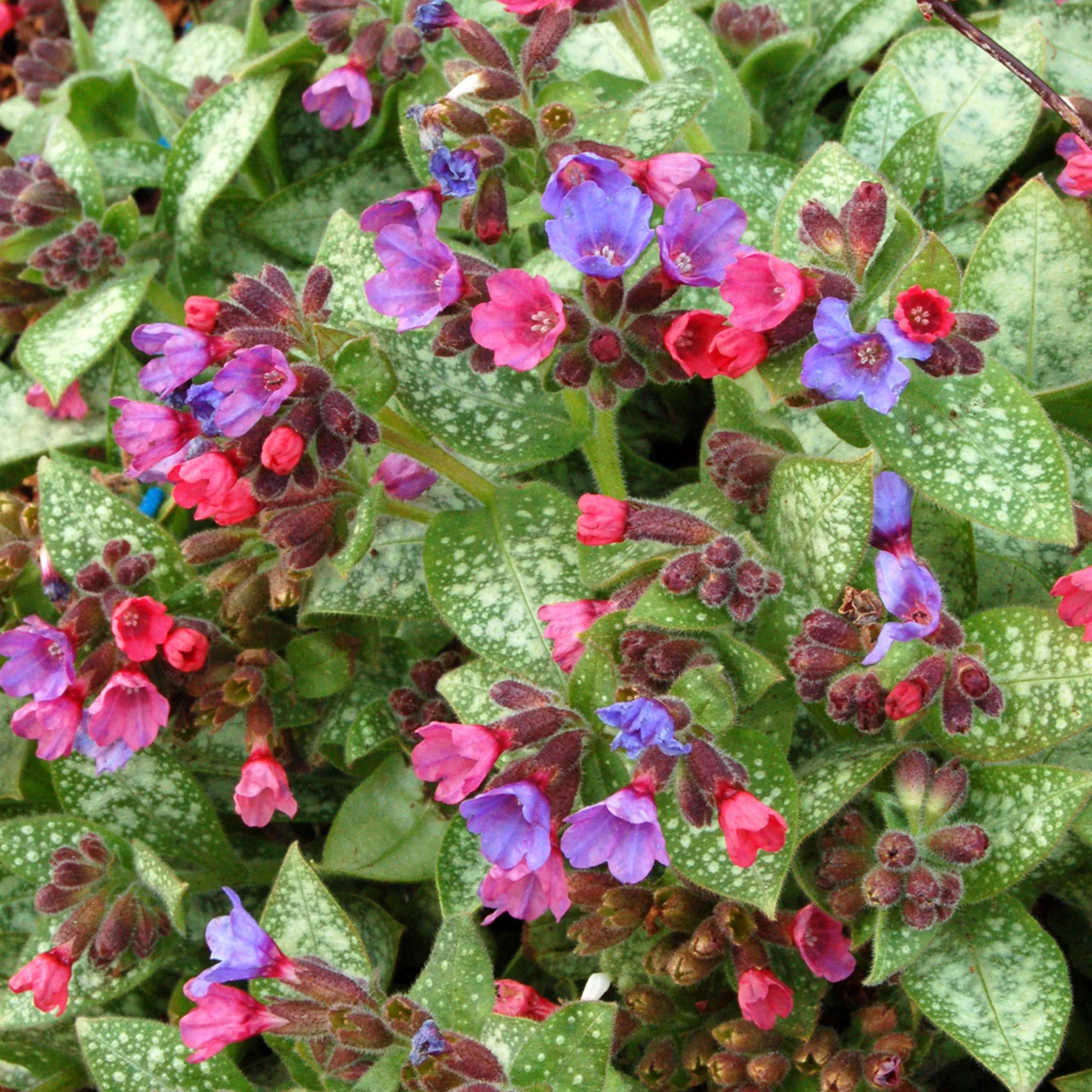 pulmonaria Pulmonaria