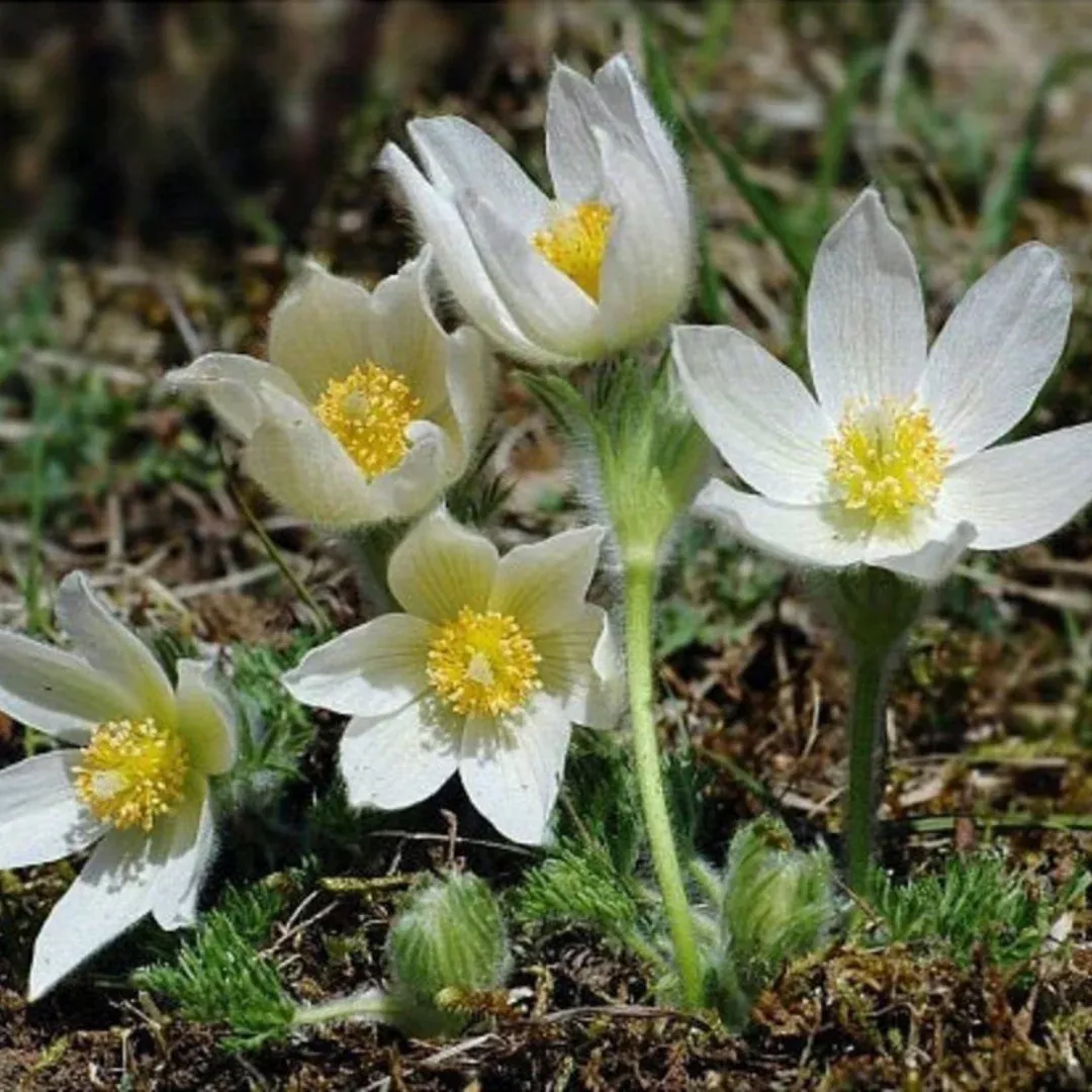 Pulsatilla 'Alba'