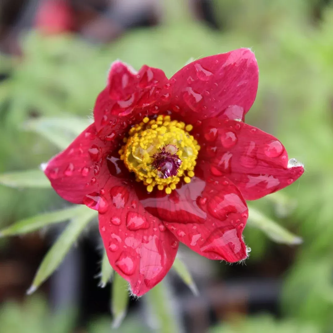 Pulsatilla 'Red Bells'
