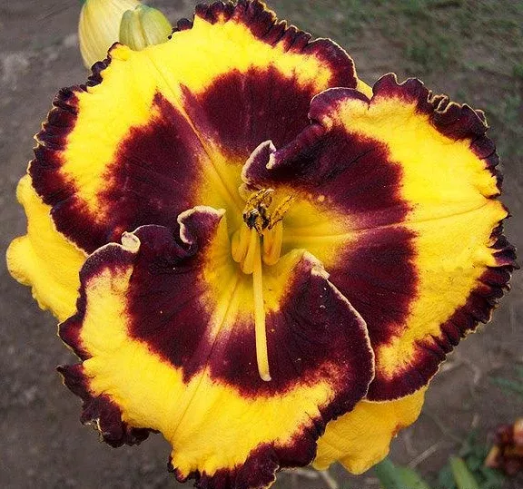 Pulsator (Daylily)