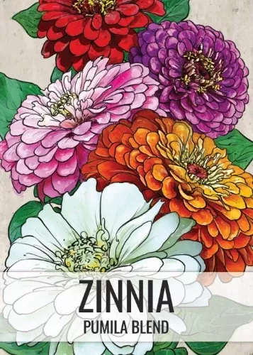 Pumila Zinnia Mixture (Zinnia elegans)