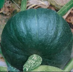 pumpkin-jade-prince Pumpkin-Jade Prince