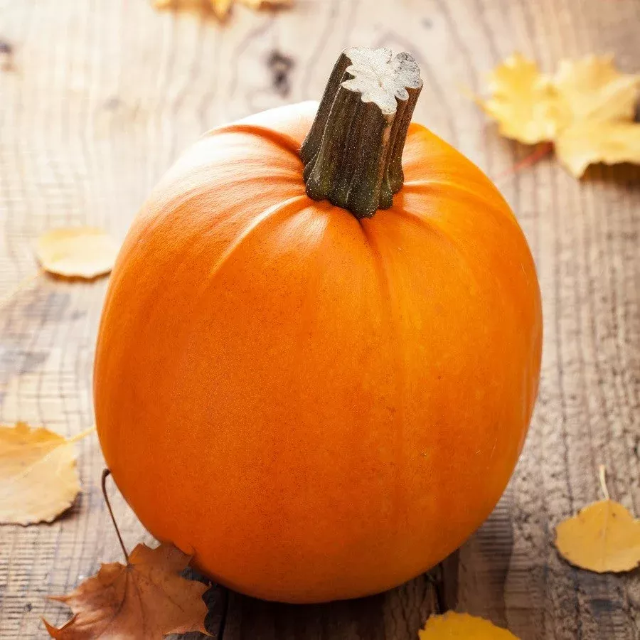 pumpkin-pie-sugar-pumpkin Pumpkin Pie Sugar Pumpkin