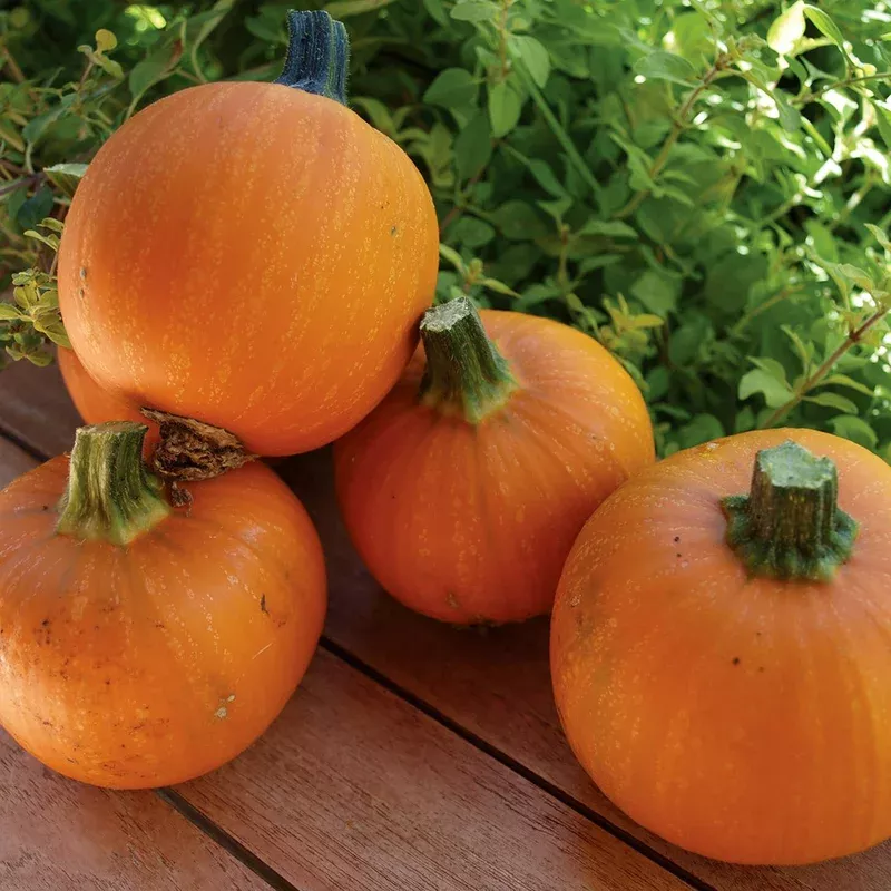 pumpkin-wee-b-little Pumpkin: Wee-B-Little