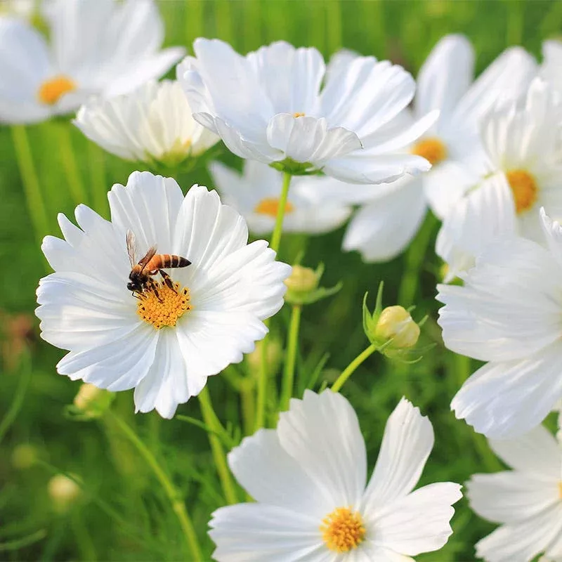purity-cosmos-seeds Purity Cosmos Seeds
